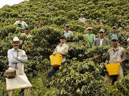 Small family owned coffee farms facing major tariff concerns.