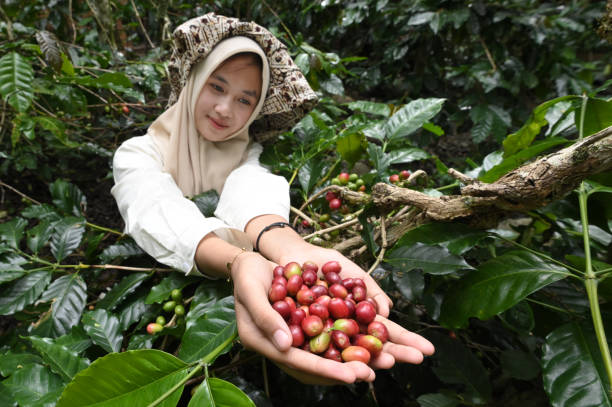 Indulge your senses in the distinctive allure of our single origin coffee "Java".
